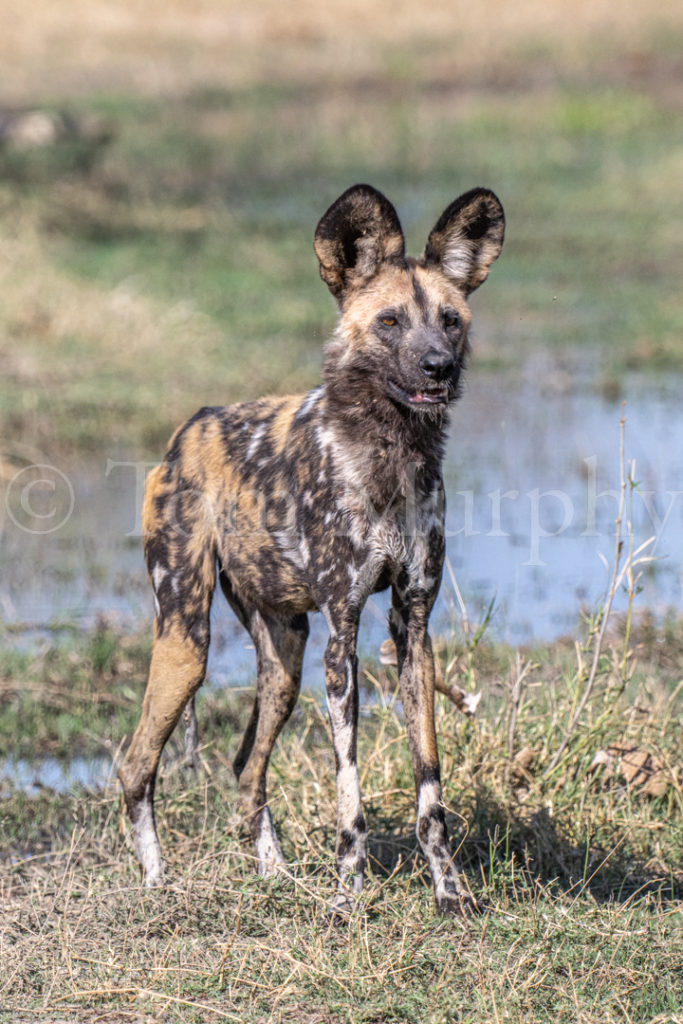 African Wild Dog Looks Out – Tom Murphy Photography