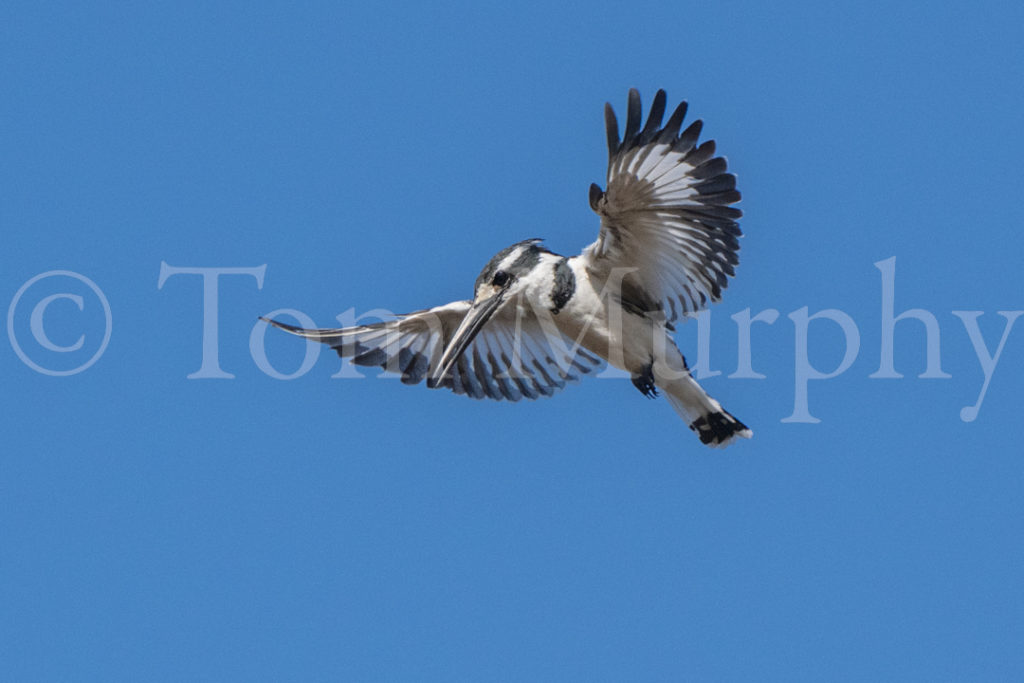 Hovering In Flight Tom Murphy Photography hovering-in-flight-tom-murphy-photography
