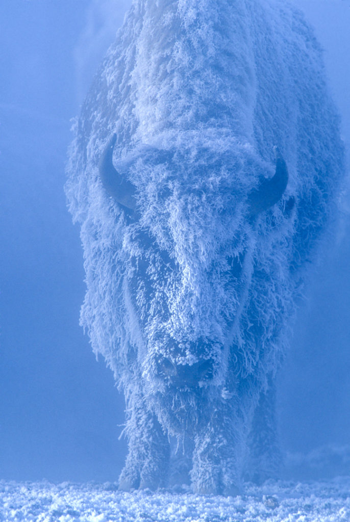 Bison cow covered in Frost