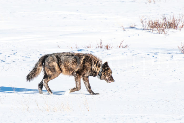 Wolf Walking on Snow