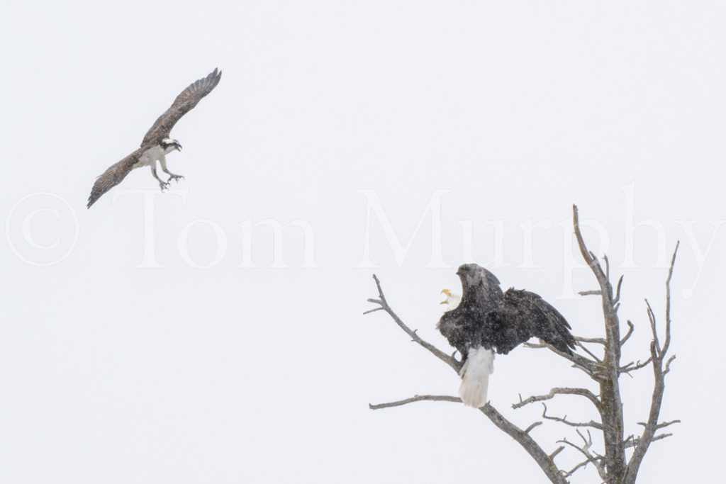 defending-territory-tom-murphy-photography
