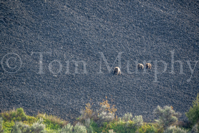 Sow and Cubs Traveling across Talus Slope
