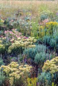 Filed of Sage, Lupine, Buckwheat, Geranium flowers