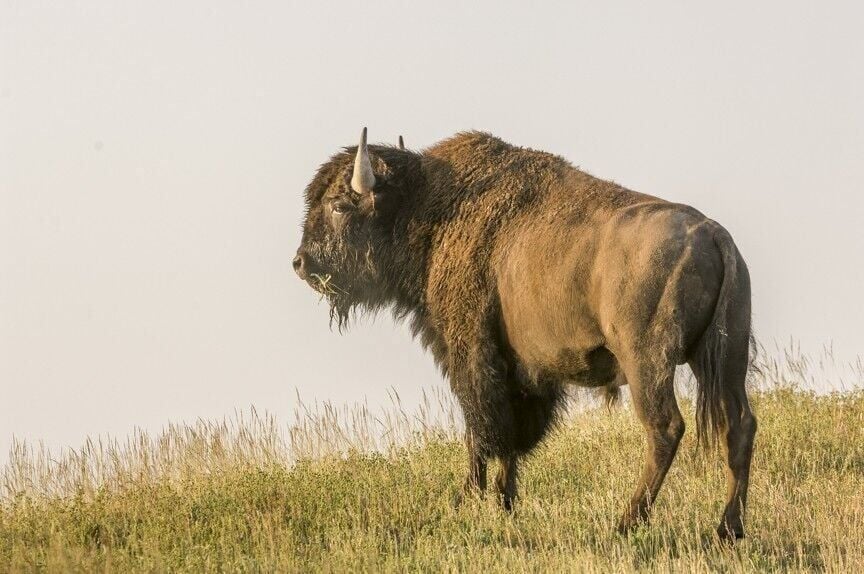 Murphy's original bison photo of a young bull bison surveying its surroundings on Grizzly Overlook in the Hayden Valley of Yellowstone National Park, circa 2005.