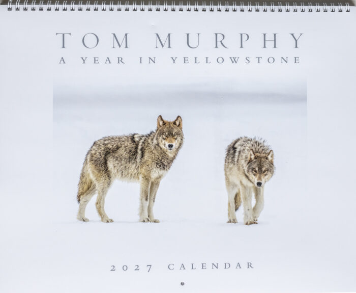 A Year In Yellowstone 2027 Calendar