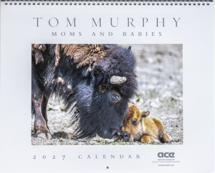 Moms and Babies 2027 Calendar