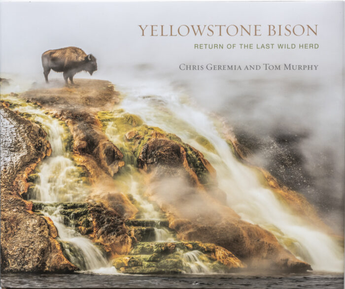 Yellowstone Bison